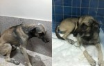 Cachorro sobrevive apÃ³s ser brutalmente arrastado na zona rural de Apodi