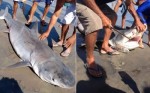 TubarÃ£o-tigre de 3 metros Ã© encontrado na praia de Ponta do Mel