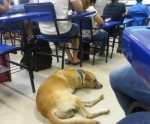 Morte de AmarelÃ£o, cÃ£o que frequentava sala de aula, revolta alunos da Ufersa