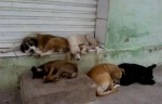 AudiÃªncia pÃºblica vai debater polÃ­ticas pÃºblicas voltadas para animais em MossorÃ³