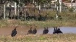 Poço que custou R$ 14 milhões em Serra do Mel apresenta problemas: odor forte e urubus, denuncia vereador