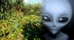 Aliens? sinais em plantaÃ§Ãµes assustam moradores de BaraÃºna-RN