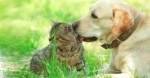 Senado aprova atÃ© 5 anos de reclusÃ£o para quem maltratar cÃ£es e gatos