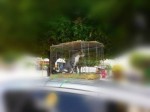 Gato Ã© enjaulado e usado como provocaÃ§Ã£o contra adversÃ¡rio polÃ­tico em Felipe Guerra