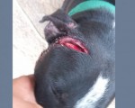 Cão é agredido com golpes de facão em pleno mês de dedicado a prevenção aos maus-tratos dos animais