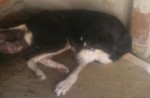 Campanha busca ajuda para tratamento de cÃ£o com tumor grave