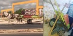Idoso que andava em carroça com apenas uma roda em Mossoró recebe ajuda de voluntários 