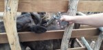 Prefeitura inicia imunizaÃ§Ã£o de animais contra a Febre Aftosa