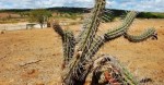 â€œNÃ£o haverÃ¡ mais chuvas este ano no interior do RNâ€, afirma titular da SEMARH