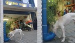 Petshop instala dispositivo para alimentar animais abandonados nas ruas de MossorÃ³