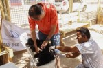 MunicÃ­pio atinge meta da Campanha AntirrÃ¡bica