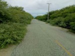 VegetaÃ§Ã£o cobre pista entre Tibau e Grossos e aumenta risco de acidentes