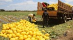 Surto de coronavÃ­rus atrapalha inÃ­cio das exportaÃ§Ãµes de melÃ£o para a China