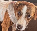 Crueldade: cachorro Ã© agredido com golpes de facÃ£o em BaraÃºna