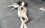 CÃ¢mara de MossorÃ³ promulga leis em defesa da causa animal