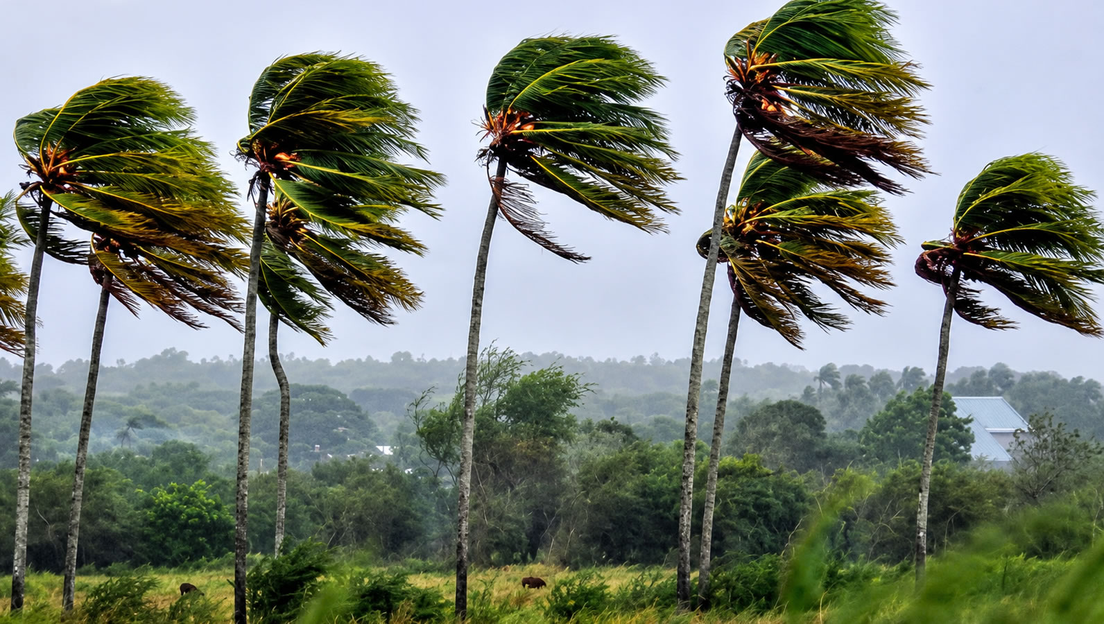 Vendavais: Inmet coloca todo o Rio Grande do Norte sob alerta até sábado