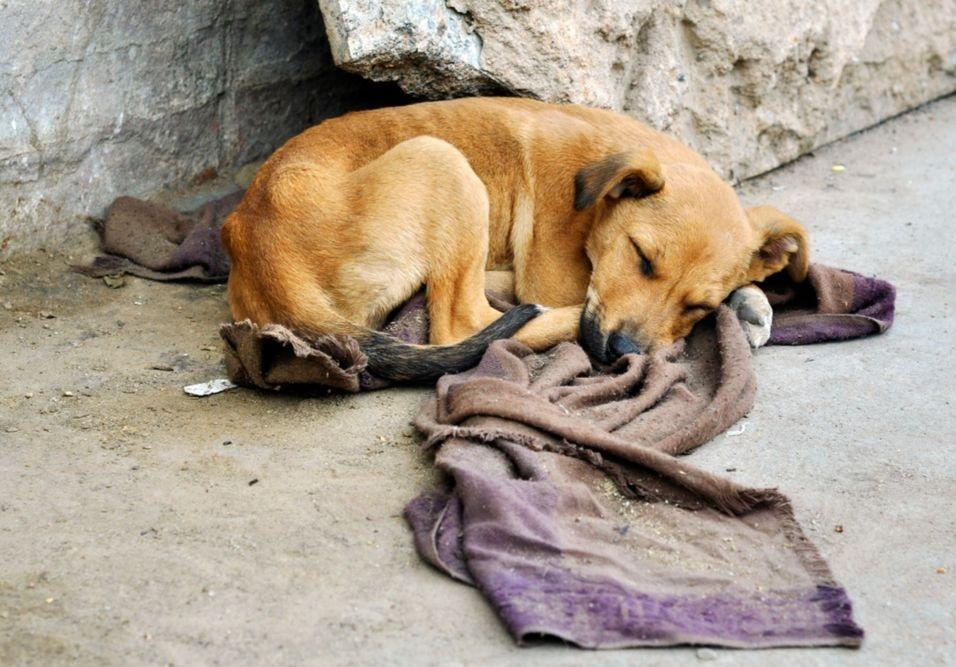 ONGs de proteção animal fazem campanha para quitar dívida de R$ 240 mil e manter atendimentos em Mossoró