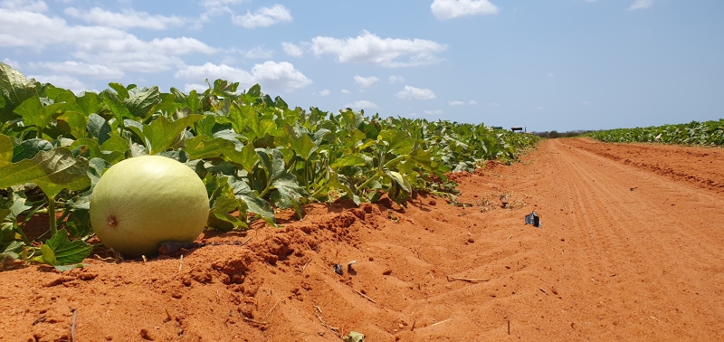 Mossoró reduz produção de melão pela metade em 2025